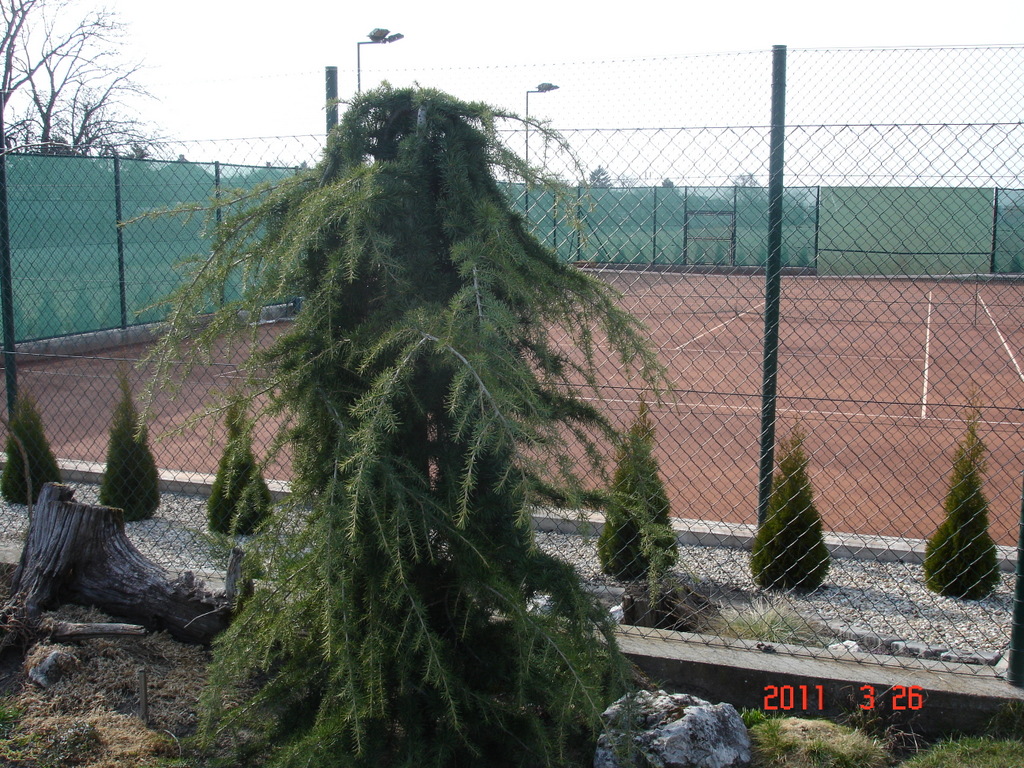 DSC03239-001
